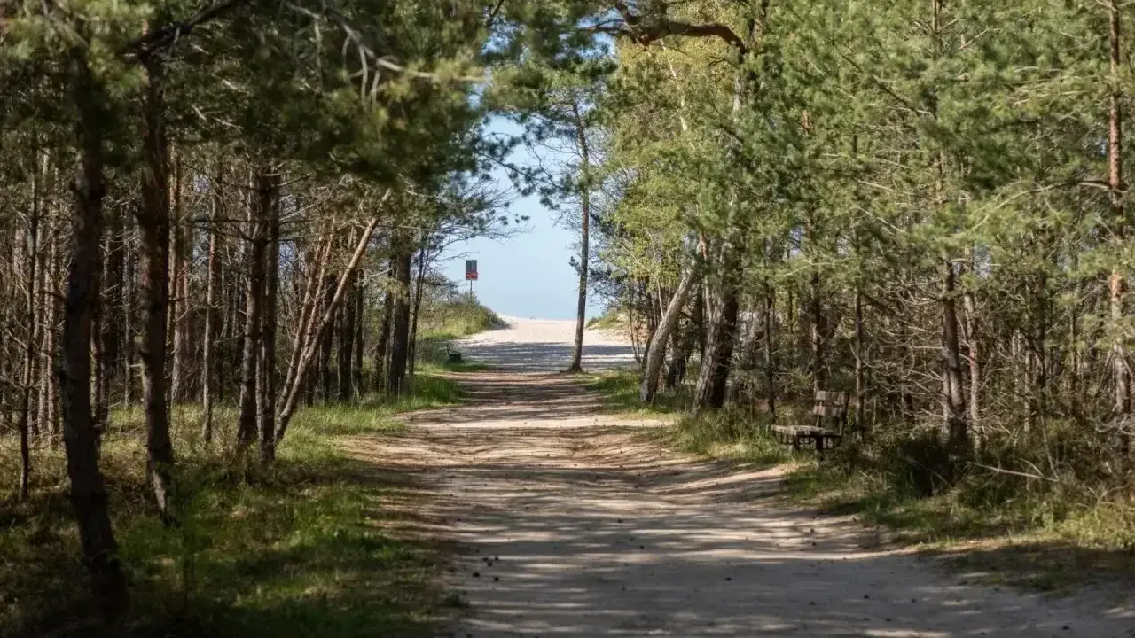 Ścieżka przez las sosnowy prowadzi do plaży. Wyobraź sobie, że to droga z Gdyni do Jastrzębiej Góry, pełna spokoju i szumu drzew.
