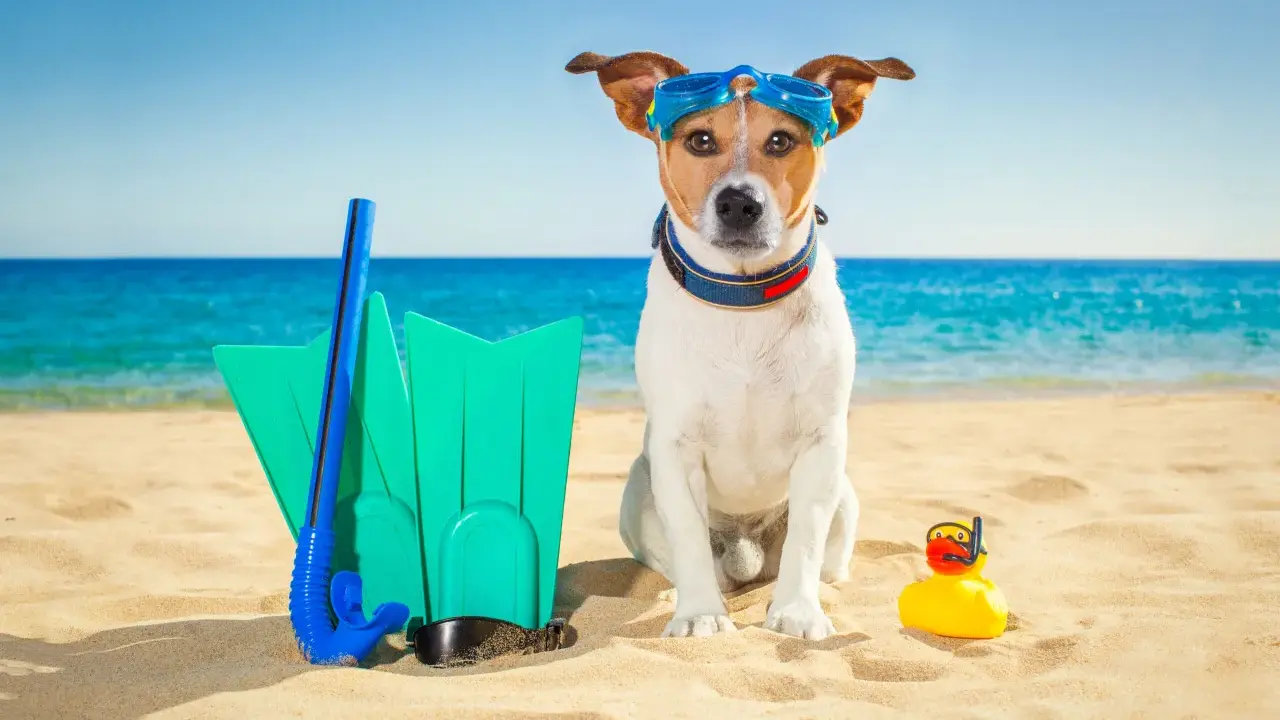 Pies w okularach do nurkowania na plaży w Chorwacji, gotowy na wodne przygody z płetwami i gumową kaczką.