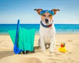 Pies w okularach do nurkowania na plaży w Chorwacji, gotowy na wodne przygody z płetwami i gumową kaczką.
