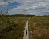 Drewniane kładki prowadzą przez podmokły krajobraz Podlasia, otoczony sosnami i chmurami.