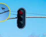 Czerwone światło na sygnalizatorze. W okręgu widać kamery, które mogą rejestrować wykroczenia, zastanawiamy się, czy fotoradar łapie w dwie strony.