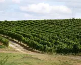 Rozległe winnice na Dolnym Śląsku, zielone rzędy winorośli pnące się po wzgórzu pod błękitnym niebem z chmurami.