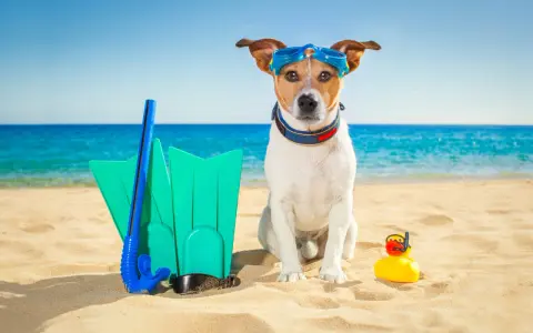 Pies w okularach do nurkowania na plaży w Chorwacji, gotowy na wodne przygody z płetwami i gumową kaczką.