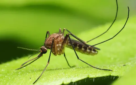 Komar na zielonym liściu. Dowiedz się, jak odstraszyć komary i cieszyć się latem bez ukąszeń.