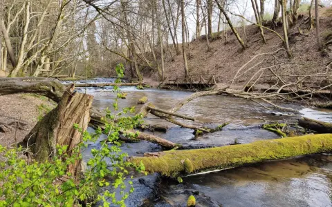 Szumy nad Tanwią szlak. Wiosna budzi las, strumień płynie wśród powalonych drzew porośniętych mchem.