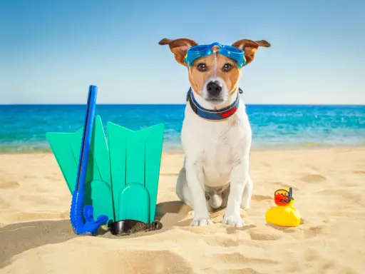 Pies w okularach do nurkowania na plaży w Chorwacji, gotowy na wodne przygody z płetwami i gumową kaczką.