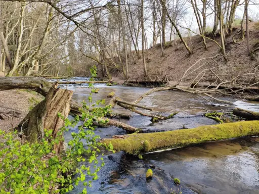 Szumy nad Tanwią szlak. Wiosna budzi las, strumień płynie wśród powalonych drzew porośniętych mchem.