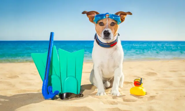 Pies w okularach do nurkowania na plaży w Chorwacji, gotowy na wodne przygody z płetwami i gumową kaczką.