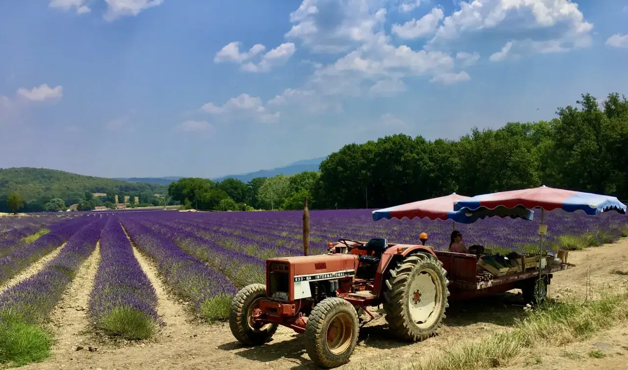 Traktor z przyczepą pod parasolem na tle fioletowego pola lawendy w Prowansji we Francji.