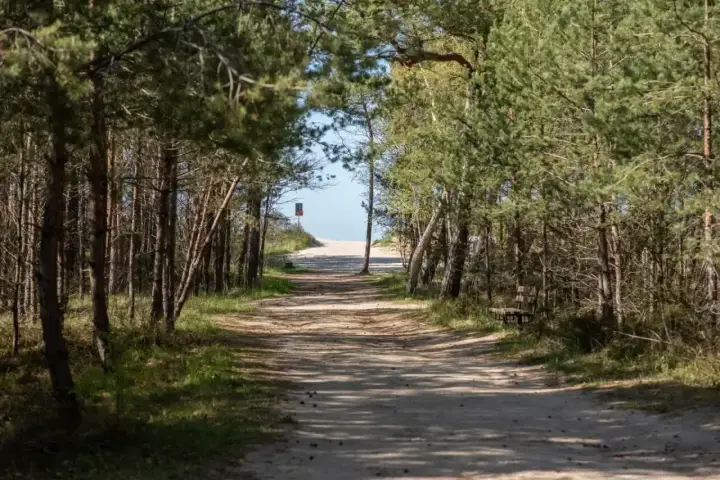 Ścieżka przez las sosnowy prowadzi do plaży. Wyobraź sobie, że to droga z Gdyni do Jastrzębiej Góry, pełna spokoju i szumu drzew.