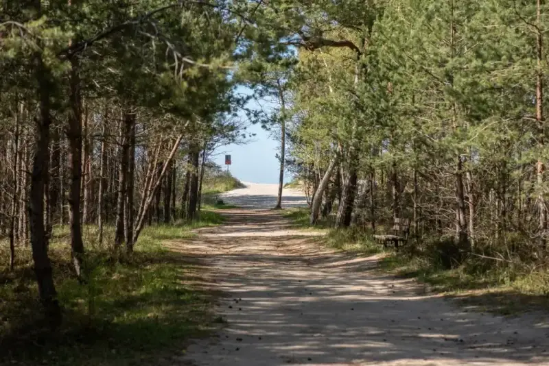 Ścieżka przez las sosnowy prowadzi do plaży. Wyobraź sobie, że to droga z Gdyni do Jastrzębiej Góry, pełna spokoju i szumu drzew.
